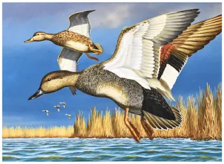 Gadwalls in Flight Win 24 25 Duck Stamp Contest ODWC